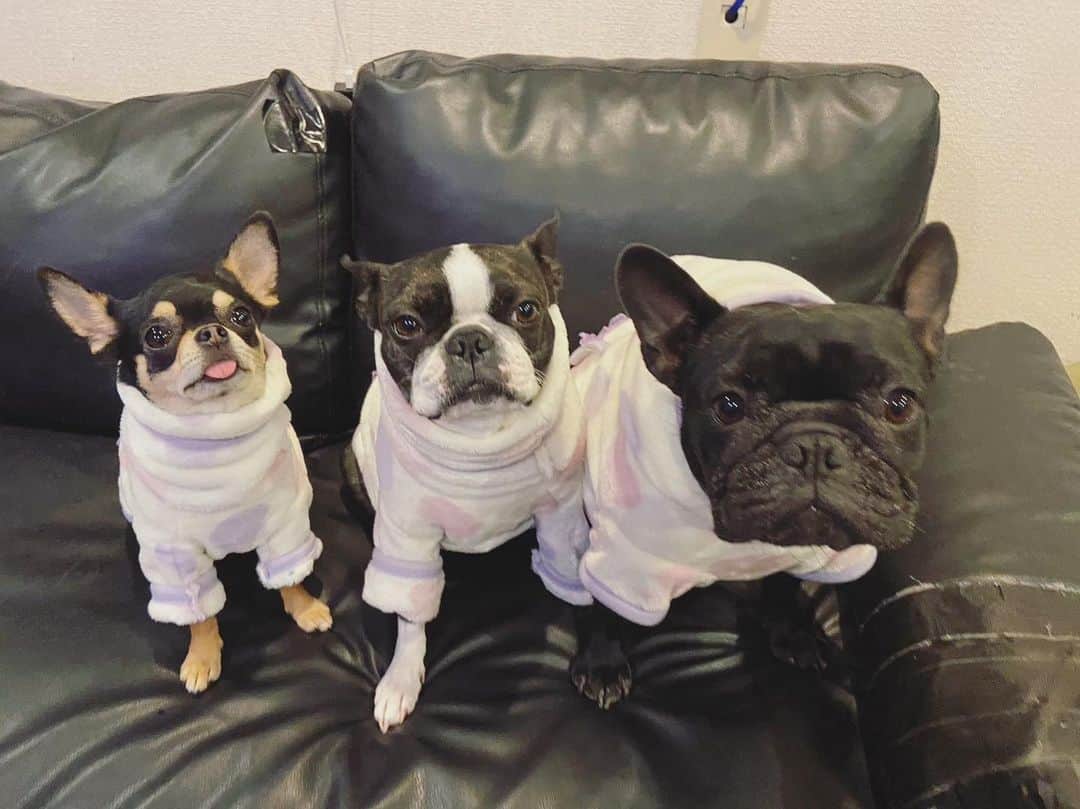 小野祐夢のインスタグラム：「. 母が作った服を着て毎日散歩に行ってます🐶  まるとここは寒がりだから、寒いと一歩も動いてくれない。逆にぐるは暑そう😅  かわいすぎ  #左から #ここまるぐる #チワワ #ボストンテリア #フレンチブルドッグ #ぐるを座らせるのに一苦労 #ここは耳まで入れるときがある #顔がミニトマト #まるは服着ても動かない」