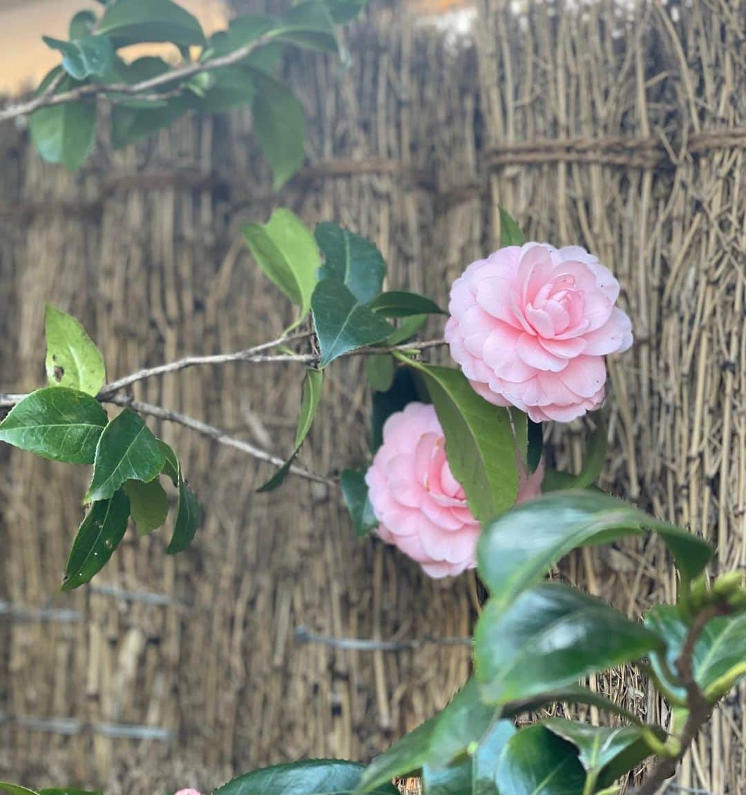 鈴木京香のインスタグラム：「villacoucouの庭に椿の花が咲いています。 可愛いらしい鳥も集まってくれます。  春にヴィラクゥクゥをお披露目できるよう ただ今、準備を進めています！  前オーナー夫妻が大切にしていらした 枝垂れ桜が今年も満開となりますように！  #villacoucou #kyokasuzuki #鈴木京香 #吉阪隆正 #近代建築 #内覧会  #絶賛準備中です」