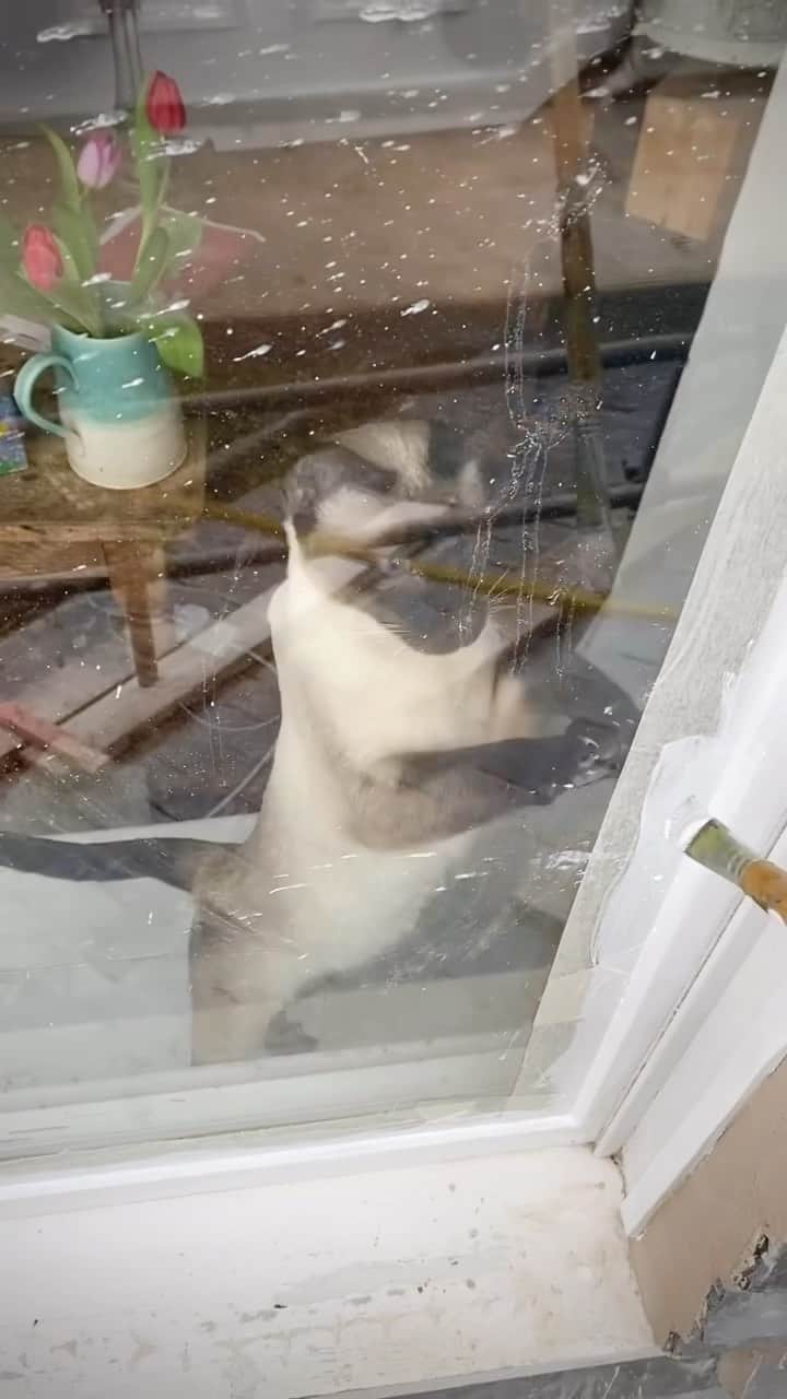 Tea and sittingのインスタグラム：「A lot of this sort of helpfulness going on at @old_custom_housepz this weekend…😽 ( #catsofpenzance @catsofpenzance )」