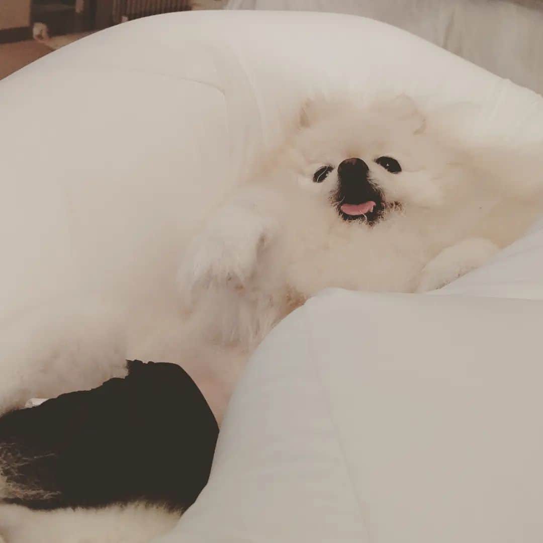 京野美麗のインスタグラム：「😪yogibo！」