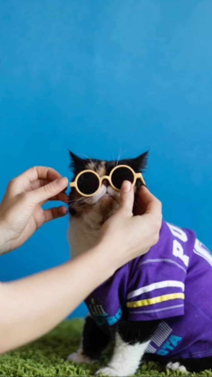 Pudgeのインスタグラム：「Pudge on set ✨💁🏻‍♀️  photographer: @thisisnylonsaddle   #fashionmodel #photoshoot #bts #catsofinstagram #catphotography #catmodel #pudgethecat #superbowl #footballjersey #diy #gameday」