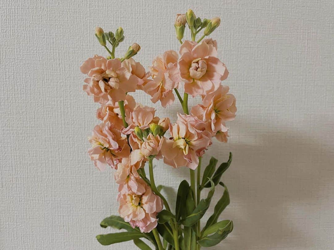 藤村聖子のインスタグラム：「. . 今週のお花🌷🌷  #花#ストック」