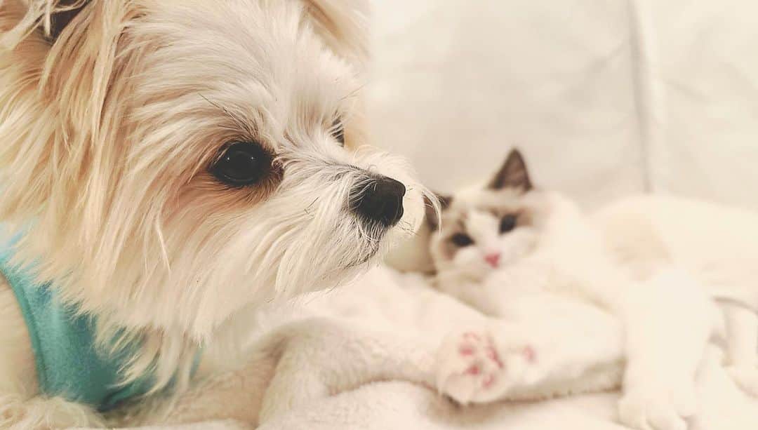 チャン・リーメイのインスタグラム：「ボクと彼女の生活、  こんなかんじです😊  #まったりするふたり #dogandcat #犬猫派 #犬も猫も好き #犬と猫と暮らす #保護動物を家族に #dogandcatlove」