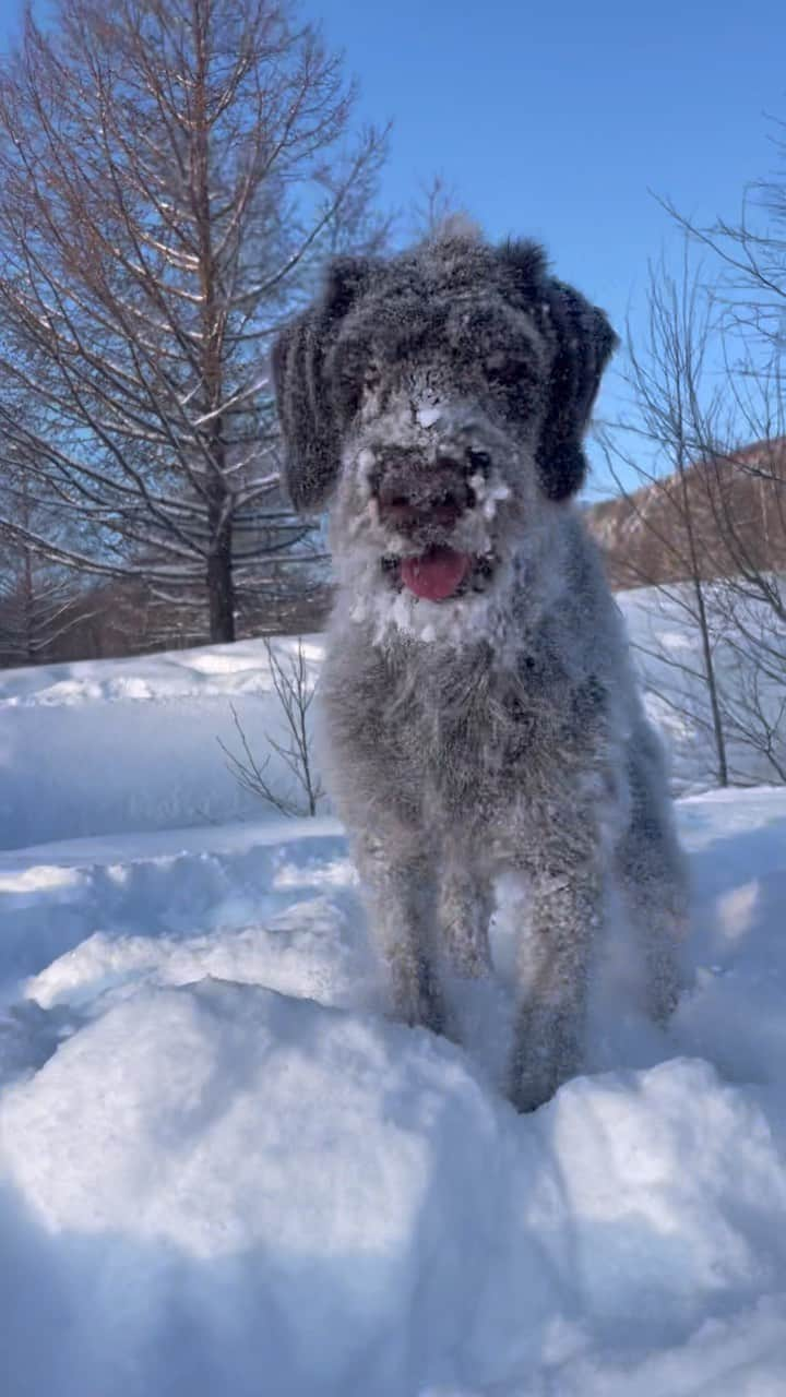 WAMPERSのインスタグラム：「#dog#雪#北海道#ポインター#雪国#最高」