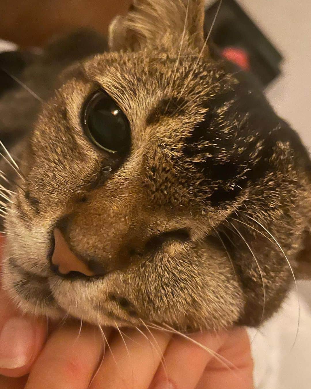 Inka Williamsさんのインスタグラム写真 - (Inka WilliamsInstagram)「Kayen appreciation post ❤️❤️❤️ my 15 year old blind grandma wombat cat ❤️ always been by my side - at times my only friend 😂❤️ 5 dogs 5 cats but shes still the boss of the house…. Converting people to cat lovers since day 1 💗 love of my life」2月13日 10時07分 - inkawilliams