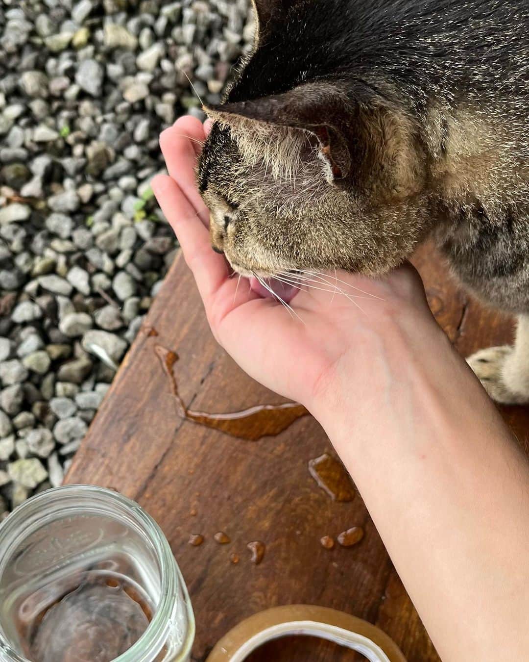 Inka Williamsさんのインスタグラム写真 - (Inka WilliamsInstagram)「Kayen appreciation post ❤️❤️❤️ my 15 year old blind grandma wombat cat ❤️ always been by my side - at times my only friend 😂❤️ 5 dogs 5 cats but shes still the boss of the house…. Converting people to cat lovers since day 1 💗 love of my life」2月13日 10時07分 - inkawilliams