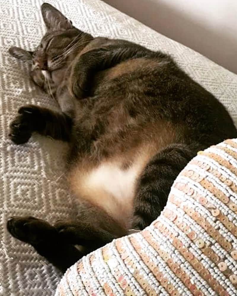 Inka Williamsのインスタグラム：「Kayen appreciation post ❤️❤️❤️ my 15 year old blind grandma wombat cat ❤️ always been by my side - at times my only friend 😂❤️ 5 dogs 5 cats but shes still the boss of the house…. Converting people to cat lovers since day 1 💗 love of my life」