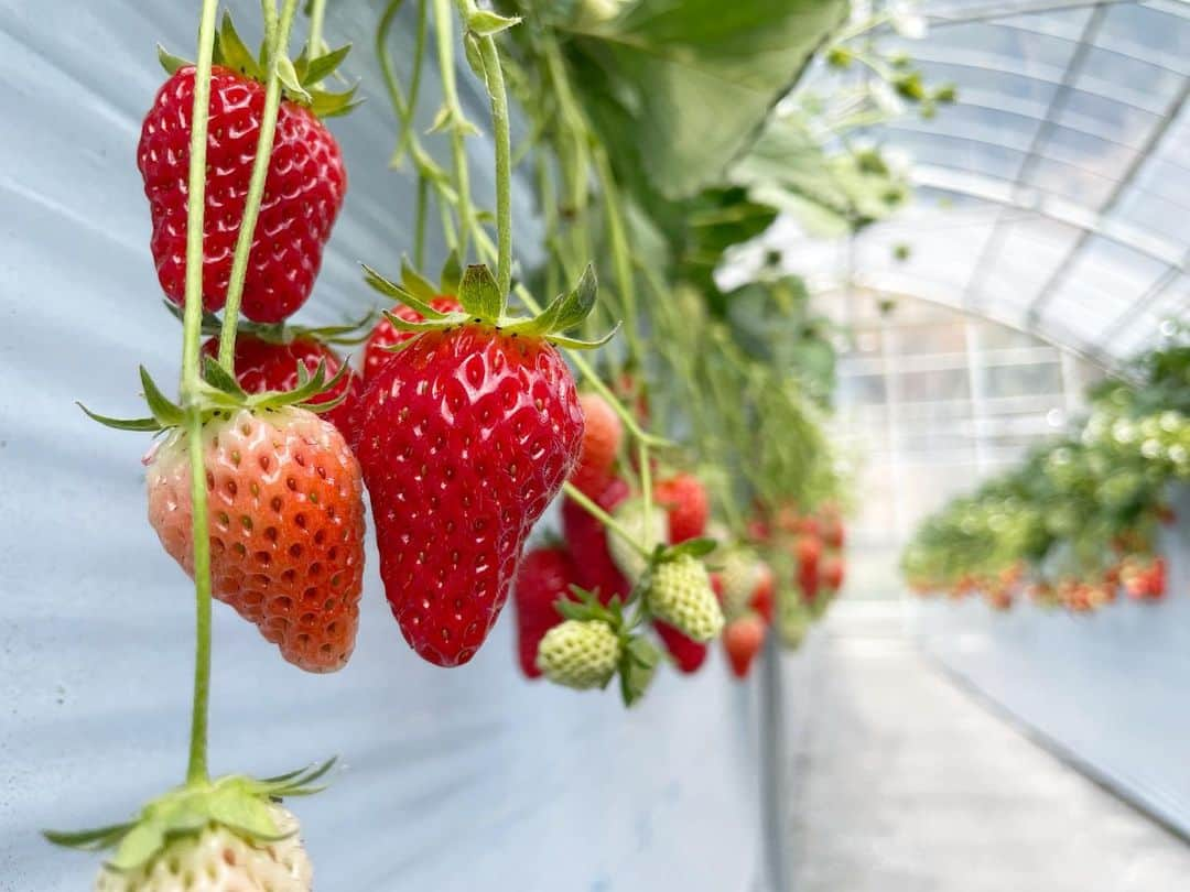 大塩七海のインスタグラム：「いちご狩り🍓🍓赤色の服着せていちご狩り行きました♡いちご大好きだから喜ぶかな？と思い、念願の♡♡最後はもうお腹いっぱいだったみたいで、押し返して拒否してました🍓 . じいじばあば👴👵も一緒に大人4人子供2人でいちごたらふく食べて、帰りは塩気が欲しすぎてマクドナルドへポテト食べに行ったよ😂」