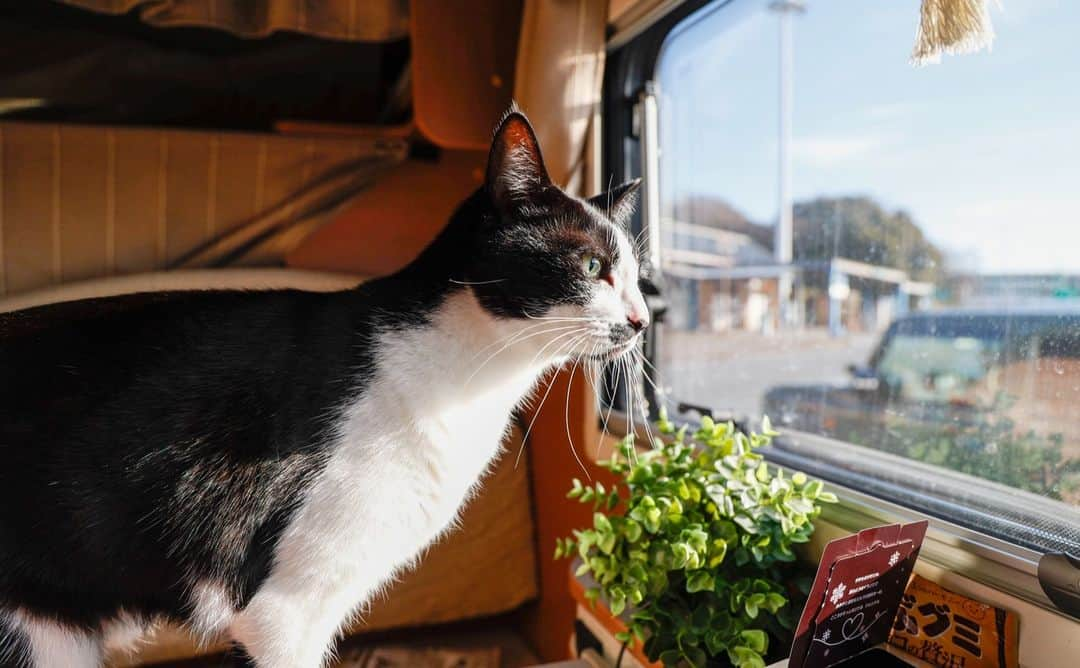 餅付きなこさんのインスタグラム写真 - (餅付きなこInstagram)「普段一人が大好きな性格の猫様が、たまに近くに来てくれるのってすごく嬉しいですよね❣  まめちゃんの方から甘えてきてくれるチャンスはなるべく逃したくないのでされるがままにしていたら、私の手をすごく丁寧に舐めてくれた後にナデナデしていい許可をくれてちょっと笑っちゃった😂  猫様の舌ってちょっとヤスリみたいにザラザラしてるので、手がちょっとヒリヒリしちゃったけど嬉しい痛みだったよ♡  写真は、先週お出かけしたときに、車の中からお外の様子をチェックするまめちゃん。朝は日の当たるところで日向ぼっこをするのはお出かけ先でも一緒なんだね😊  #はちわれ #にゃんすたぐらむ #にゃんこ #ねこすたぐらむ #東海ねこ部 #猫好き #はちわれ猫 #しろくろねこ #ふわもこ部 #笑わせ隊 #にゃんだふるらいふ #マンガ #描いてみた #日常 #絵日記 #四コマ #癒やし #猫のいる暮らし #にゃんず #猫と暮らす #猫と一緒 #みんなのねこ部」2月13日 12時34分 - kinakomochitsuki