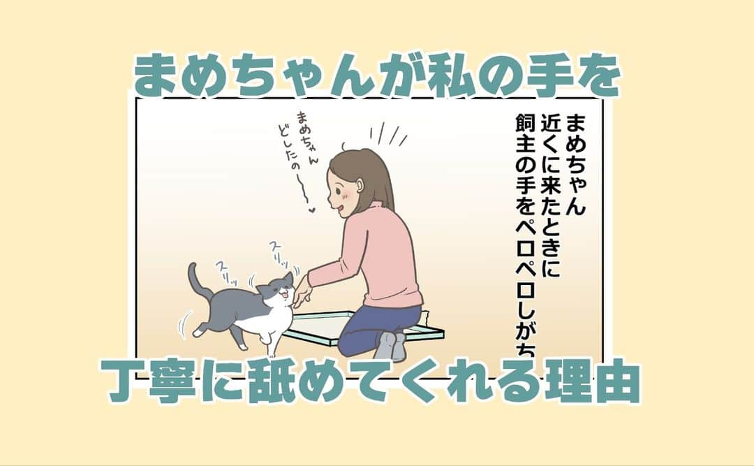 餅付きなこのインスタグラム：「普段一人が大好きな性格の猫様が、たまに近くに来てくれるのってすごく嬉しいですよね❣  まめちゃんの方から甘えてきてくれるチャンスはなるべく逃したくないのでされるがままにしていたら、私の手をすごく丁寧に舐めてくれた後にナデナデしていい許可をくれてちょっと笑っちゃった😂  猫様の舌ってちょっとヤスリみたいにザラザラしてるので、手がちょっとヒリヒリしちゃったけど嬉しい痛みだったよ♡  写真は、先週お出かけしたときに、車の中からお外の様子をチェックするまめちゃん。朝は日の当たるところで日向ぼっこをするのはお出かけ先でも一緒なんだね😊  #はちわれ #にゃんすたぐらむ #にゃんこ #ねこすたぐらむ #東海ねこ部 #猫好き #はちわれ猫 #しろくろねこ #ふわもこ部 #笑わせ隊 #にゃんだふるらいふ #マンガ #描いてみた #日常 #絵日記 #四コマ #癒やし #猫のいる暮らし #にゃんず #猫と暮らす #猫と一緒 #みんなのねこ部」