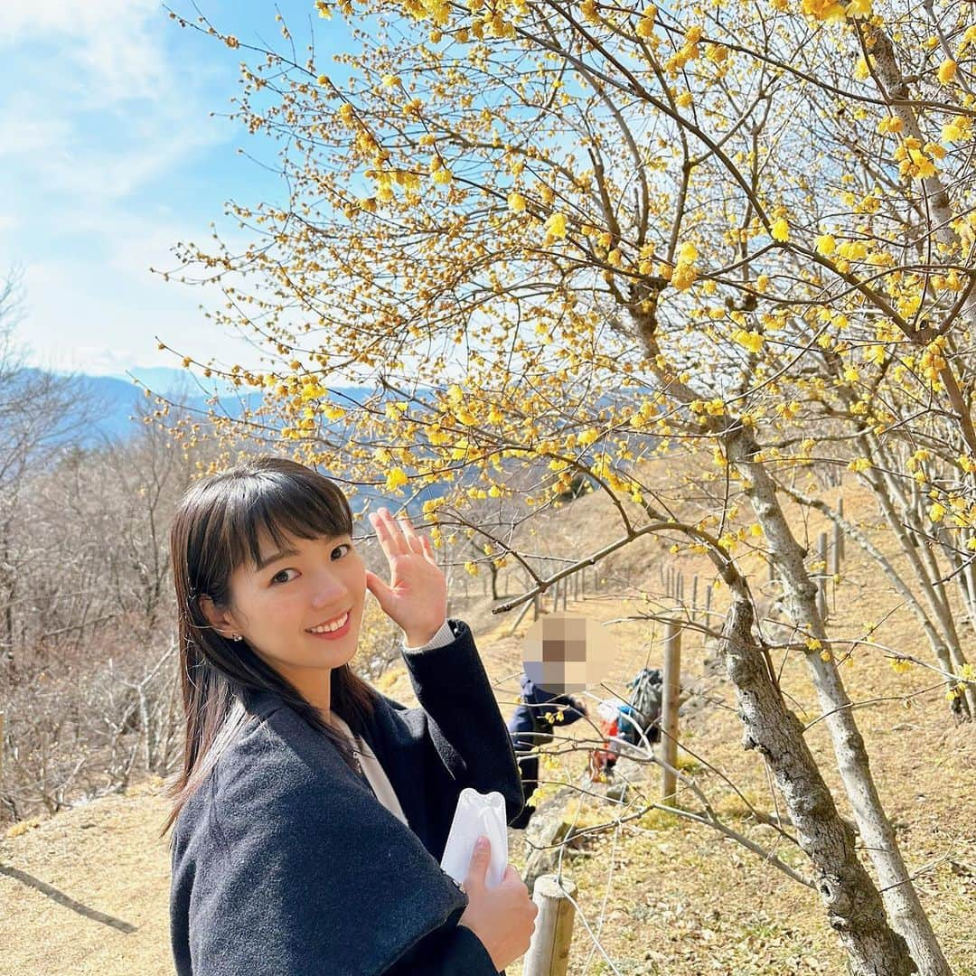 紀真耶さんのインスタグラム写真 - (紀真耶Instagram)「mixiオフ会の取材で宝登山へ✨ 蝋梅の甘く優しい香りに心が穏やかになりました！  ☆ ☆ #宝登山 #秩父 #長瀞 #ろうばい  #蝋梅 #良い景色  #mixi #オフ会 #散歩 #テレビ朝日 #グッドモーニング  #紀真耶」2月13日 17時52分 - maya0kino