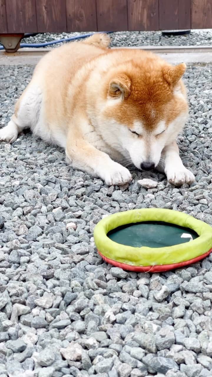 柴犬 たろのインスタグラム：「¨ iPhoneが勝手に動画を作ってくれるよ🧡 波佐見焼のお皿と佐世保バーガー🍔を買いに行って、帰ってきたら嬉しそうにしてるタロちゃん🐻💕可愛いなぁ ❤︎ #ハンバーガーをタロと認識 #shibainu #柴犬」
