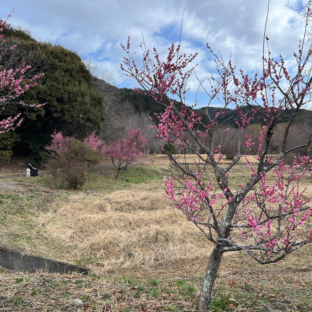 伊地健治さんのインスタグラム写真 - (伊地健治Instagram)「・ ・ こんばんは！  静岡の土曜、日曜は暖かかったですねー！ 捻挫してから2カ月、これまでは芝の上や農道、山道など不整地でのランニングでしたが、ようやくアスファルトの上を少しスピードを出して走れるようになってきました😋もう半袖Tシャツです☀️笑  運動公園の中では梅も咲き始めていて春の到来を感じました🌸  また公園では全国陶器市も開かれていて、多くのお客さんが訪れていましたよ。 ぱっと花が咲いたような美しい陶器の数々の中から、私は一目惚れした「蚊取り線香の器」と「ぐい呑み」を手に入れました🌀😋  まだ春なのに、夏の夜の晩酌が今から楽しみですー🍶笑」2月13日 19時08分 - kenji_ichi_satv