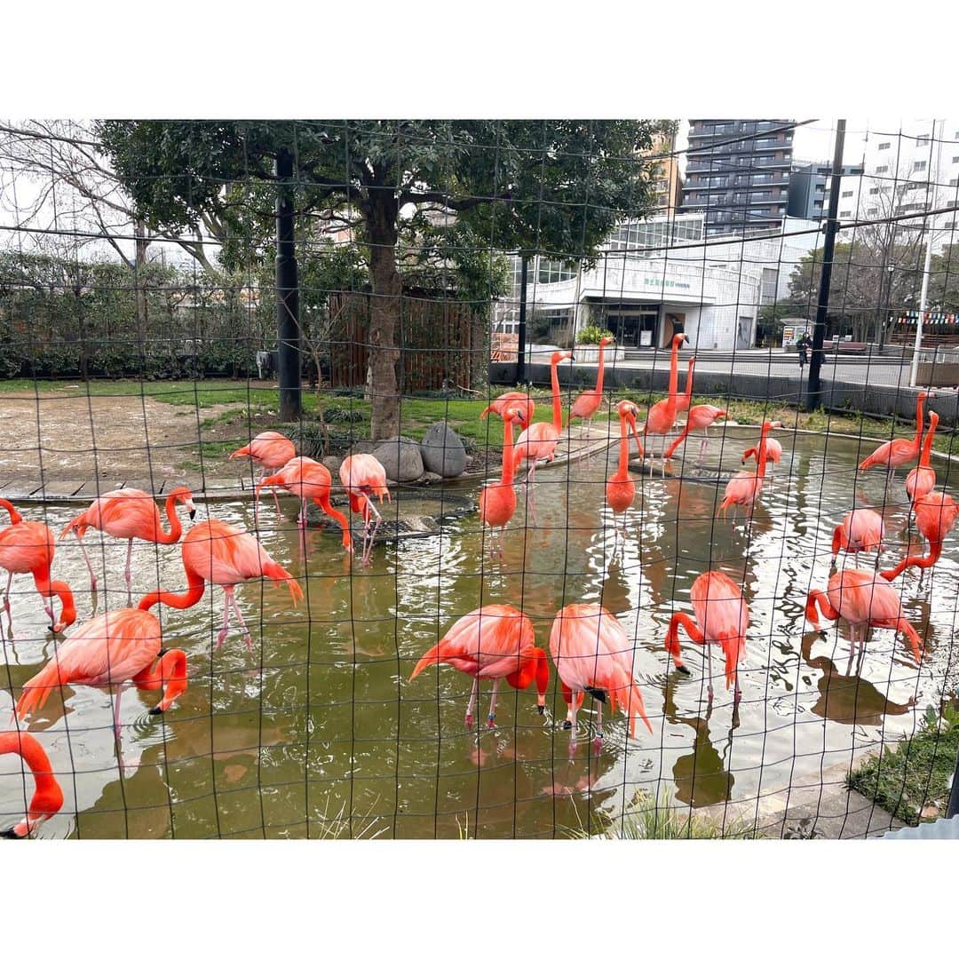 上杉真央さんのインスタグラム写真 - (上杉真央Instagram)「実はゴリラさんの実物見れなかったんだけど、ゴリラ像で満足した感ある。  一番テンション上がったのはフラミンゴさんでした。ピンク色でかわいい。  #上野動物園  #上杉真央」2月13日 19時11分 - maouesugi