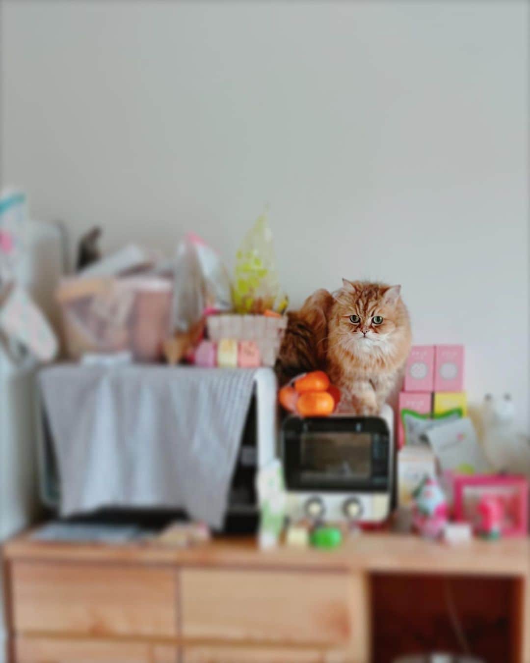 堀田ゆい夏さんのインスタグラム写真 - (堀田ゆい夏Instagram)「ぐちゃぐちゃ... の中にたたずむワイルドさん🦁  片付けないとなーーー と思いながら数ヶ月たってます たぶん😂  #ねこのいる生活  #catsofinstagram」2月13日 19時22分 - yuika_a0902