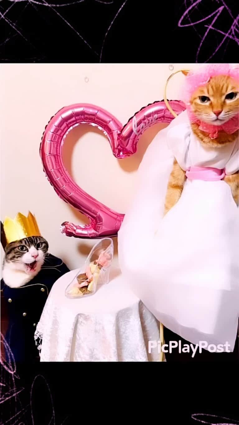 のインスタグラム：「❤️Happy Valentine's day Eve❤️ ✴︎ いつもコメントありがとうございます😸🙏❤️ 全て拝見しています🐾 ✴︎ Thank you for your kind comments😸🙏❤️ ✴︎ #cat#cats#catsofinstagram#sweetcatclub#😻 #valentine#ねこ#ねこすたぐらむ#ねこ部#猫 #バレンタイン#チョコレート#chocolate  #保護猫#猫のいる生活#猫のいる暮らし」