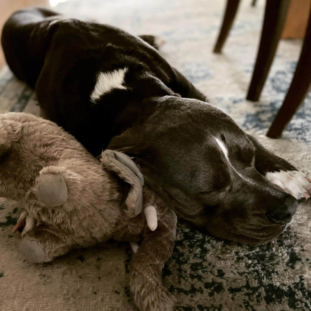 レイチェル・ニコルズのインスタグラム：「My precious @lolo_gurl had such a fun time @pawlalaclub - they are the best - that all she wants to do now is crash out with her favorite toy.」