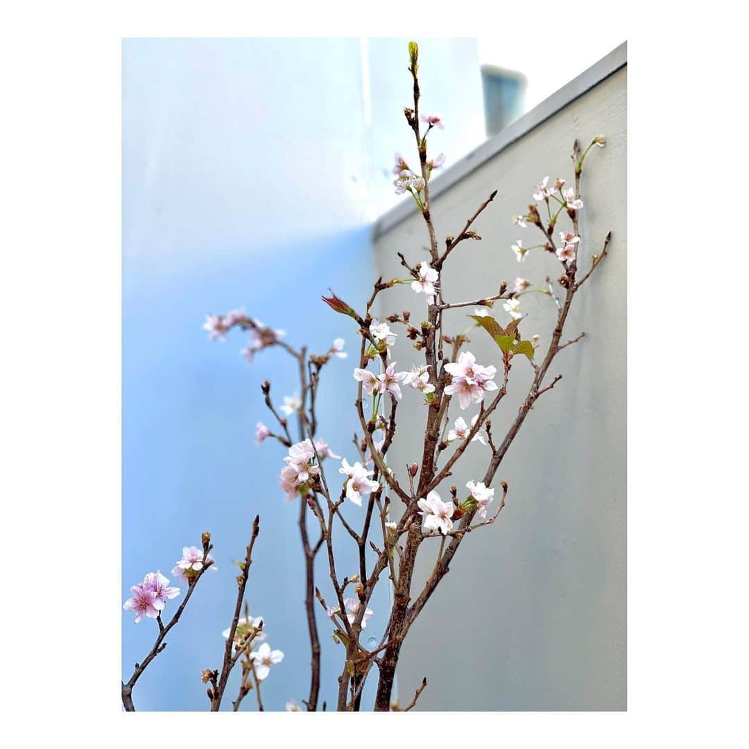 篠原光のインスタグラム：「. よければ、春までお待ち頂きたく😌🌸  #美容院の #生花です #暖かくなってきましたね😌 #皆さま花粉など #影響ないですか？ #鼻が反応し始めました #きてますねこれは #👃👃👃」