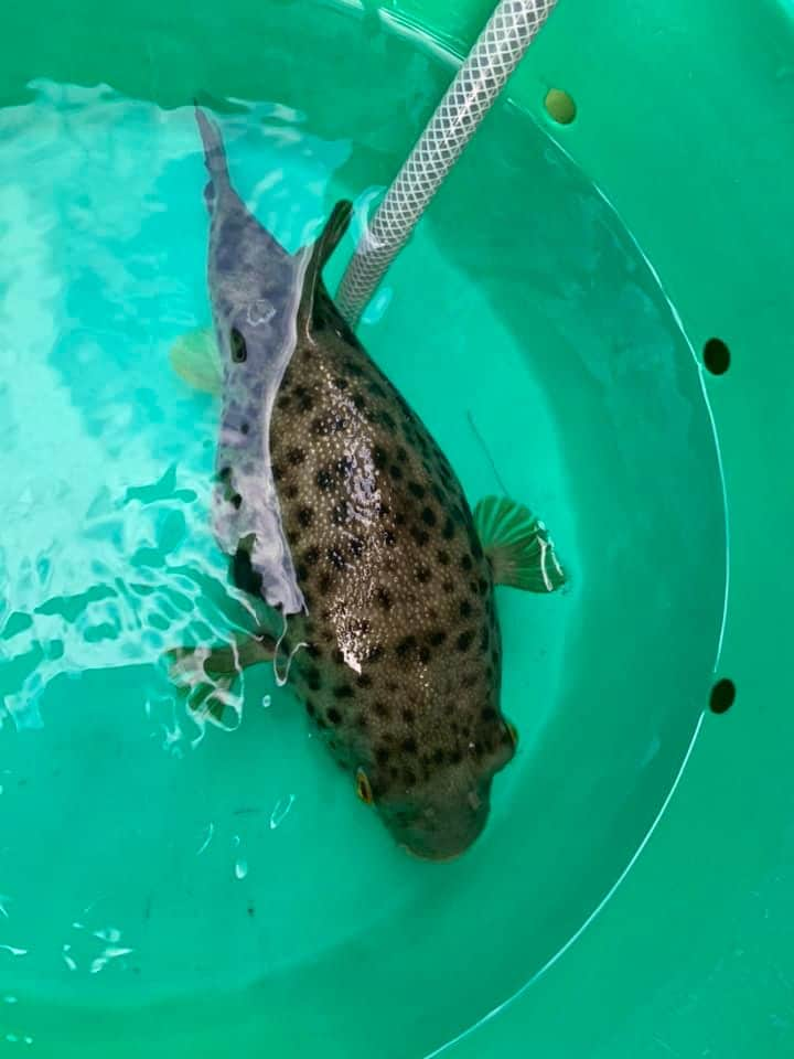 松村澪さんのインスタグラム写真 - (松村澪Instagram)「【フグ🐡釣り🎣釣果】 初めてのカットウ釣りにチャレンジ🎣 大きめのアカメフグ🐡ちゃんを1匹ゲット😉  海はおだやかなのに、なかなか釣れない。。。  ん⁉️  だいぶ重いけど生命反応がない感じ🥹 海面にあがってきたのは、立派なマダコ🐙さん‼️  びっくりしすぎて、写真ありません😅  今回も楽しいかったけど、今度はいっぱいフグ釣って、いっぱい食べたい❣️😋」2月13日 20時38分 - miomatsumura