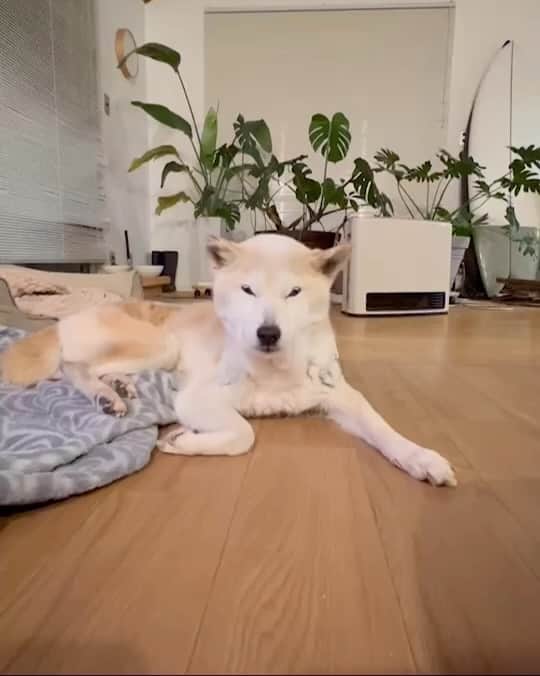 柴犬リリコのインスタグラム：「怒っているようにも見えるのだが…🤔😅  ※ 「プププ」とは、ポーカーフェイスのリリコさんが尻尾を微細に動かし感情を表現すること。」