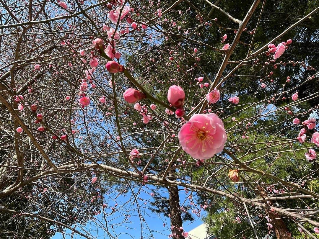 南早苗のインスタグラム：「春よこいー🌸  先週の尾山神社。 梅がほころんでいました💓  #尾山神社　#春みつけた  #梅　#金沢　#観光　#開運おみくじ　#大吉　#まねきねこ　#japan #kanazawa」