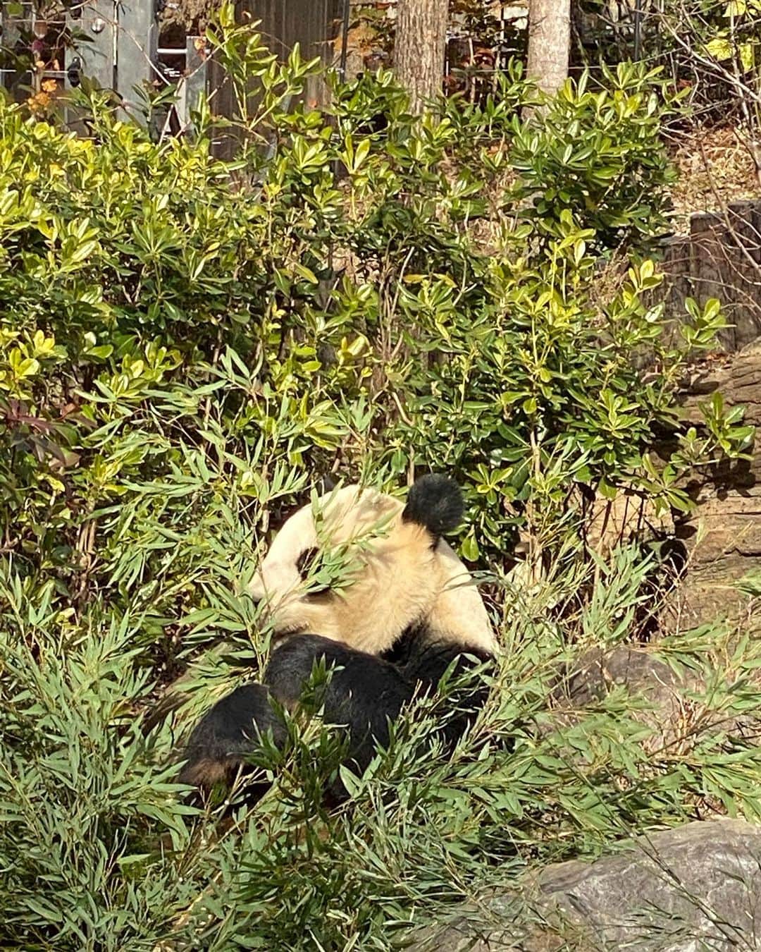 内田有理さんのインスタグラム写真 - (内田有理Instagram)「PANDA🐼🇨🇳✨ 「竹を食べる熊」🐻って事を今更知った🥸 かなりヘルシーな生活してるよね🥗  見たのは雄のリーリーで中国帰るシャンシャンは行列諦めた笑  #上野動物園 #上野動物園パンダ #パンダ　#panda #zoo」2月13日 22時00分 - yuriuchida1018