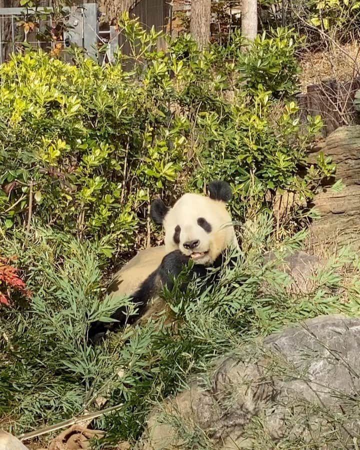 内田有理のインスタグラム：「PANDA🐼🇨🇳✨ 「竹を食べる熊」🐻って事を今更知った🥸 かなりヘルシーな生活してるよね🥗  見たのは雄のリーリーで中国帰るシャンシャンは行列諦めた笑  #上野動物園 #上野動物園パンダ #パンダ　#panda #zoo」