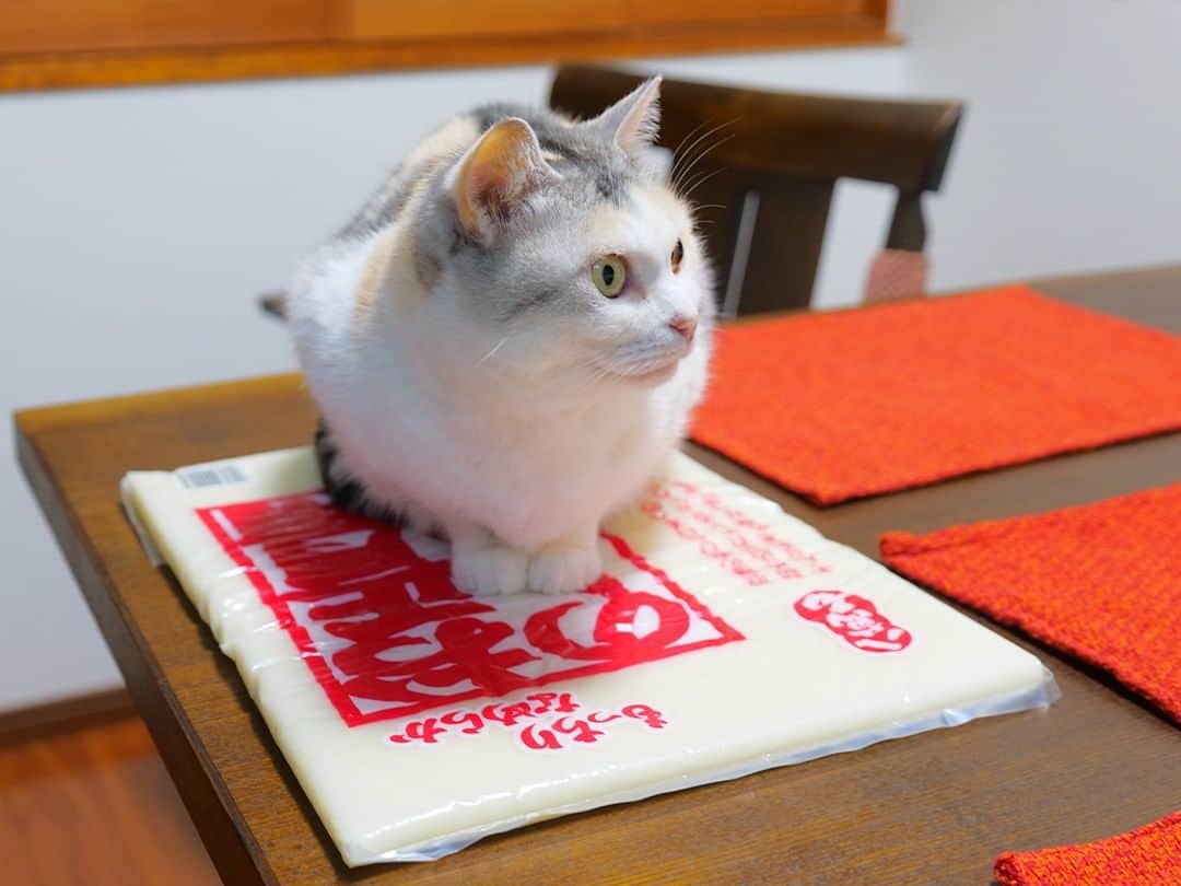 パステルキャットワールドのインスタグラム