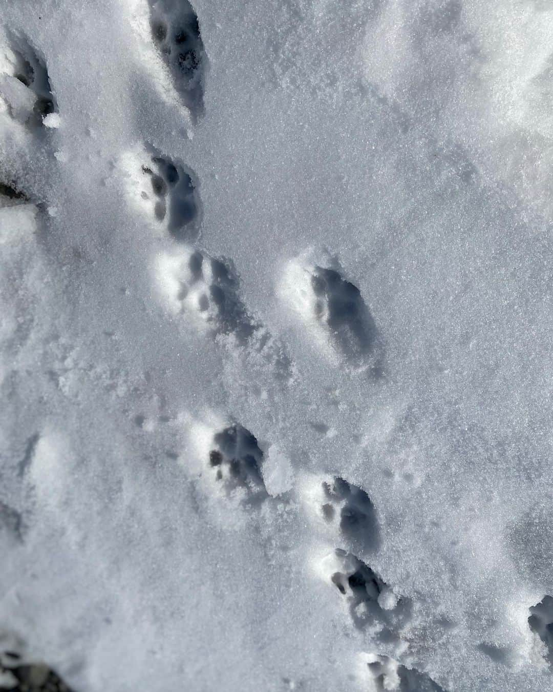 海隼人（有馬佐織）のインスタグラム：「マハロの足跡が可愛い🐾💕  雪の上はつるつる滑る所もあって、歩きづらいみたいで、雪を避けて遠回りしたり、嫌になると自らUターンをして帰ろうとする😂❄️  #雪散歩 #mahalo#マハロ #女の子 #成長の記録 #memories  #2023#japan #february  #2月16日生まれ  #9歳11ヶ月 #photography  #dog#instadog #愛犬#親バカ部 #ロングコートチワワ#わんこ  #ブラックタンアンドホワイト #犬のいる暮らし #mylittleangel  #smile#happy #😆#❤️ #元宝塚#宝塚og #海隼人」