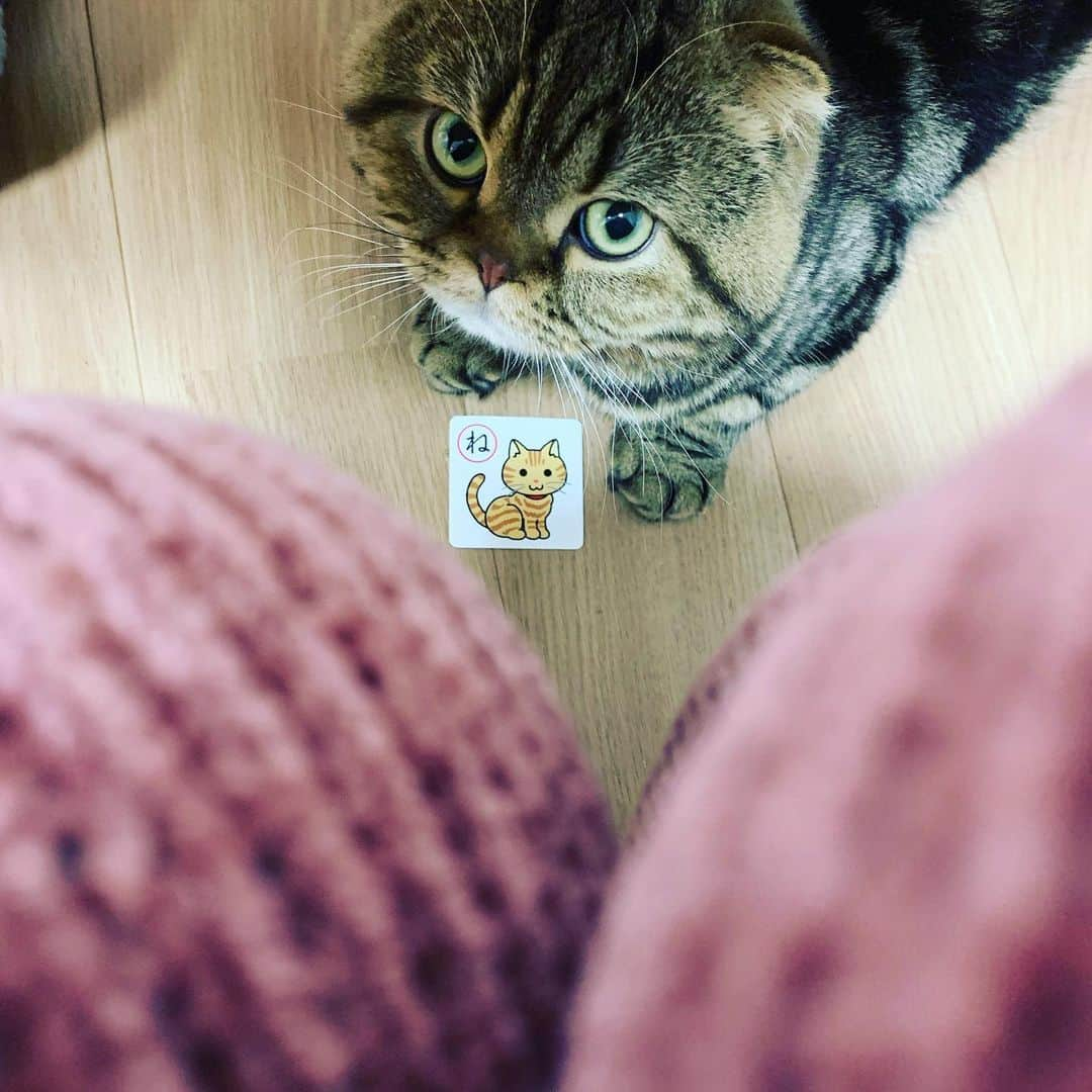 筒井菜月のインスタグラム：「いつも足元にいるあさりん🐱  #cat #scottishfold #家族　#family」