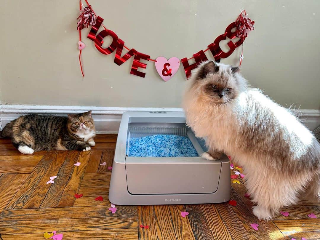 Tinaのインスタグラム：「#AD Love is in the air 💞 when you have a @petsafe ScoopFree Smart Self-Cleaning Litter Box. Literally! The crystal litter has 5 times better odor control than traditional clumping litter.  Also, you can connect to the My PetSafe® app from your smart phone and monitor your cat’s health from anywhere. 🤫Between us, Wheezy never covers her smelly 💩 and George is usually on double duty covering it up. Stop Scooping Cat Litter. Let ScoopFree® do the Dirty Work. Happy Valentine’s to me and George! #ScoopFree」