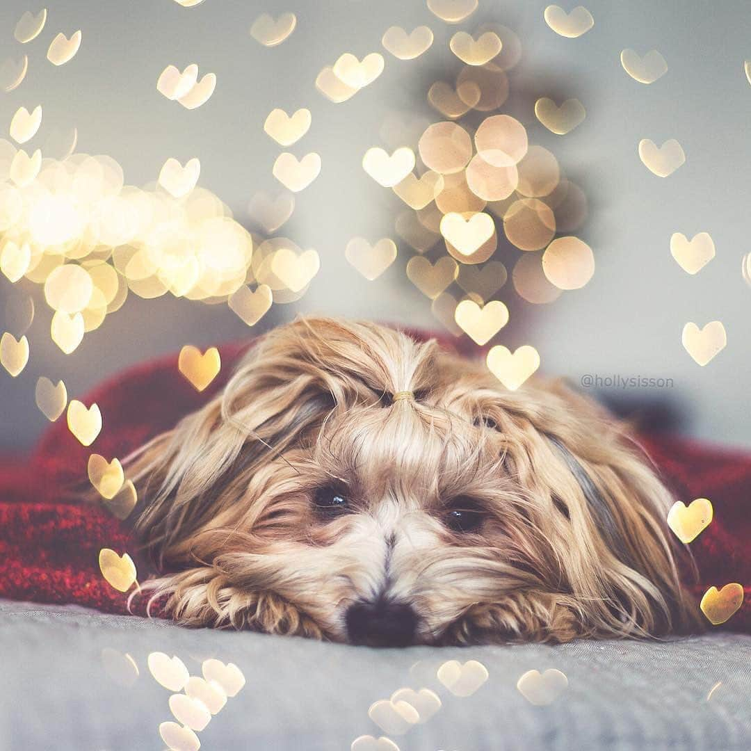 Holly Sissonのインスタグラム：「❤️🐶 #Havanese #dog #bokeh  ~ Canon 1D X + 50 f1.4 @ f1.8 | 1/125s (+ Lomography 85mm #Petzval Art Lens for heart bokeh)」