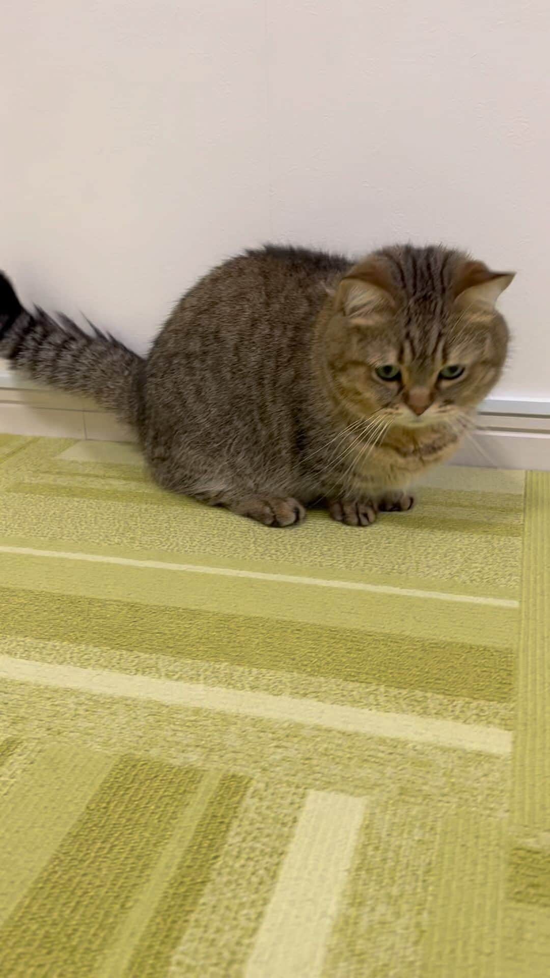 のインスタグラム：「『モンスターポールにゃ😸』 #hand #toy #pocketmonsters #monsterball #rollover #cat #cats #katze #chat #gatto #gato #feles #kat #tabby #tabbycat #munchikin #munchikincat #catsoftheworld  #cats_of_world #catsofinstagram」
