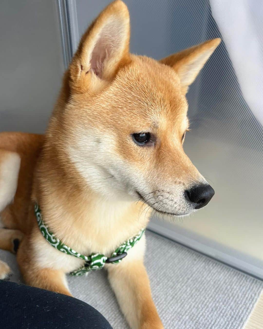 寺村美穂のインスタグラム：「#20220214  少し前にお家にやってきました🐕 もうすぐ6ヶ月になる柴犬🤎 にるです♂やんちゃくん💨💨 #柴犬」