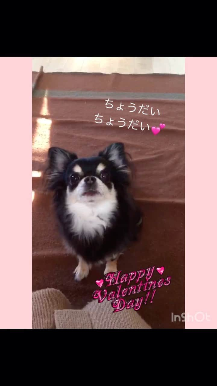 ライオン商事株式会社のインスタグラム：「💝Happy Valentine's Day🐶  2/14はバレンタインデーですね。 大切な人たちにチョコレートで気持ちを伝える日として知られていますよね❣️  チワワのまめたくんも、 お得意の「ちょうだいポーズ」でプレゼント（おやつ？）をおねだりしてます🙏  こんなにストレートにおねだりされたら、 たまりませんね😆  素敵なお写真ありがとうございました！！  #lionpetうちのわんこ をつけて愛犬の写真や動画を投稿すると、こちらのアカウントで紹介されるかも！皆様の投稿お待ちしております📸  ※ワンちゃんにチョコレートを与えると中毒症状を起こして大変危険です。誤食にも注意しましょう！  #バレンタインデー #バレンタイン #おねだり#バレンタインスイーツ #一発芸 #ちわわ #ちわわ部 #ちわわ大好き #ちわわ親バカ部 #チワワ #チワワのいる暮らし #チワワ大好き #チワワ画像 #チワワ部 #チワワのいる生活 #いぬすたぐらむ #いぬ #いぬバカ部 #いぬのいる生活 #lionpetうちのわんこ」