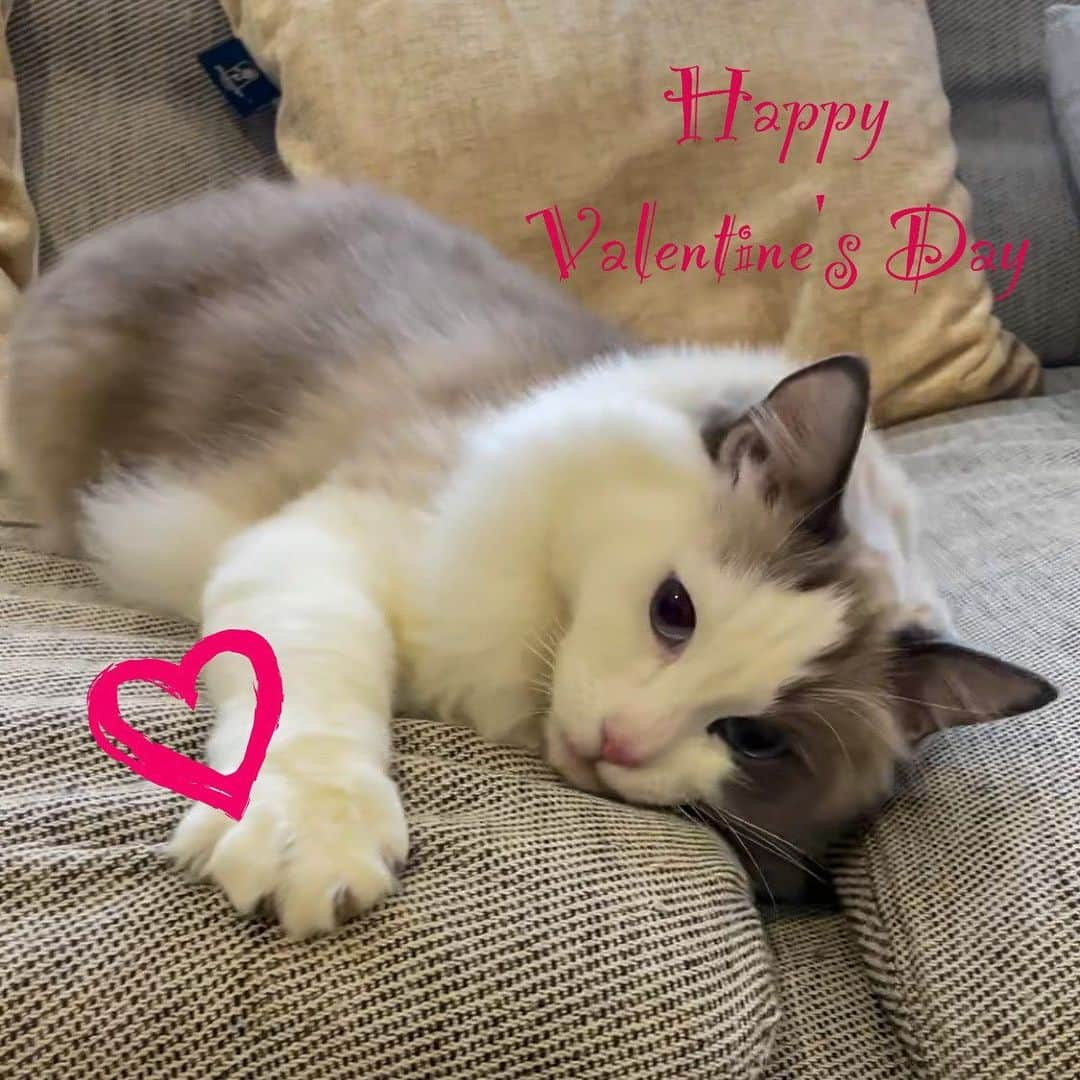 ライオン商事株式会社さんのインスタグラム写真 - (ライオン商事株式会社Instagram)「💝Happy Valentine's Day🐱  2/14はバレンタインデーですね。 大切な人たちにチョコレートで気持ちを伝える日として知られていますよね❣️  最近は頑張っている自分へのご褒美に購入する方もいますよね！とってもかわいいお洒落な缶に入ったお菓子を見つけるとウキウキします💓  物欲しげにこちらを見つめながらそっと手を差し出しているのは、ラグドールのハープさん🐾 もふもふの手がキュートです！ ご褒美のお裾分けしてあげたくなりますね😆  素敵なお写真ありがとうございました！  #lionpetうちのにゃんこ をつけて おうちの猫ちゃんの写真や動画を投稿すると、 こちらのアカウントで紹介されるかも！ 皆様の投稿お待ちしております📸  ※ネコちゃんにチョコレートを与えると中毒症状を起こして大変危険です。誤食にも注意しましょう！  #バレンタインデー #バレンタイン #おねだり#バレンタインラッピング #ねこ #ねこすたぐらむ #ねこのいる生活 #ねこすきさんと繋がりたい #猫 #猫のいる暮らし #猫好きさんと繋がりたい #もふもふ #もふもフレンズ #ラグドール #ラグドール部 #ラグドール男の子 #らぐどーる #ラグドール好きさんと繋がりたい @lion_pet_cat」2月14日 11時59分 - lion_pet_cat