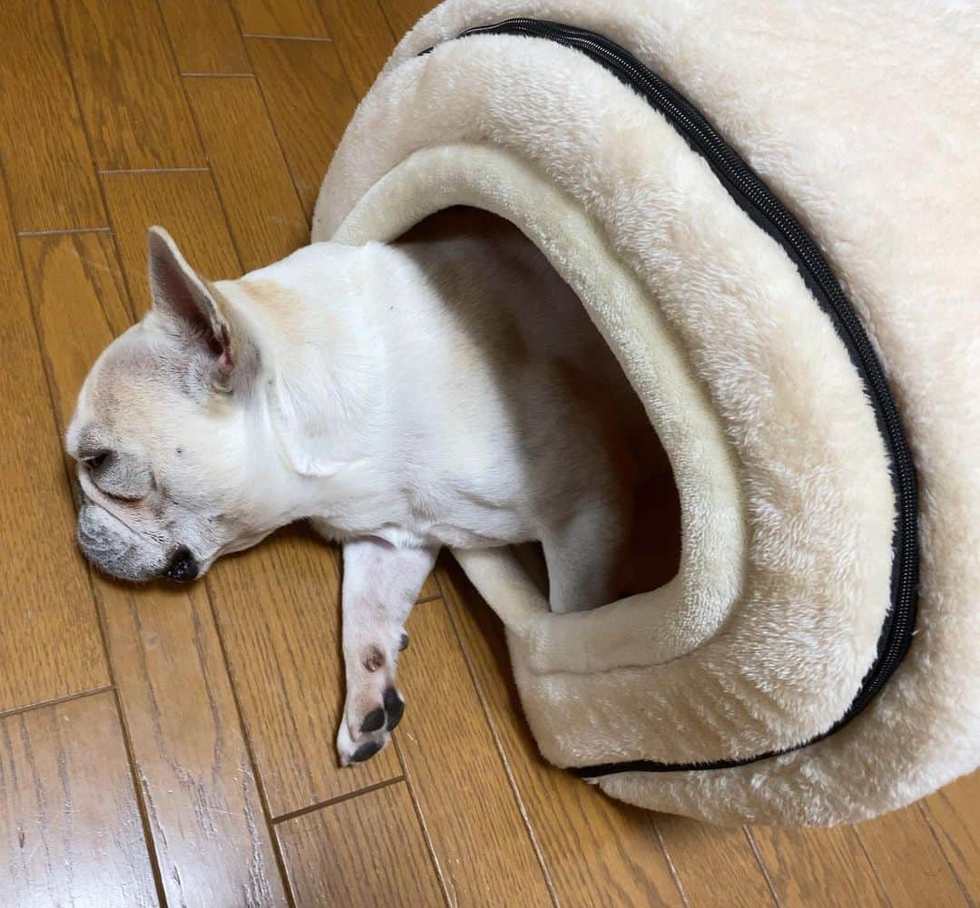 テレビ東京「どうぶつピース‼︎」のインスタグラム：「温度計ぴーす🌡 暖かくなると、にょきにょき…  #ぴーす君　#frenchbulldog  #doginstagram #いぬすたぐらむ」