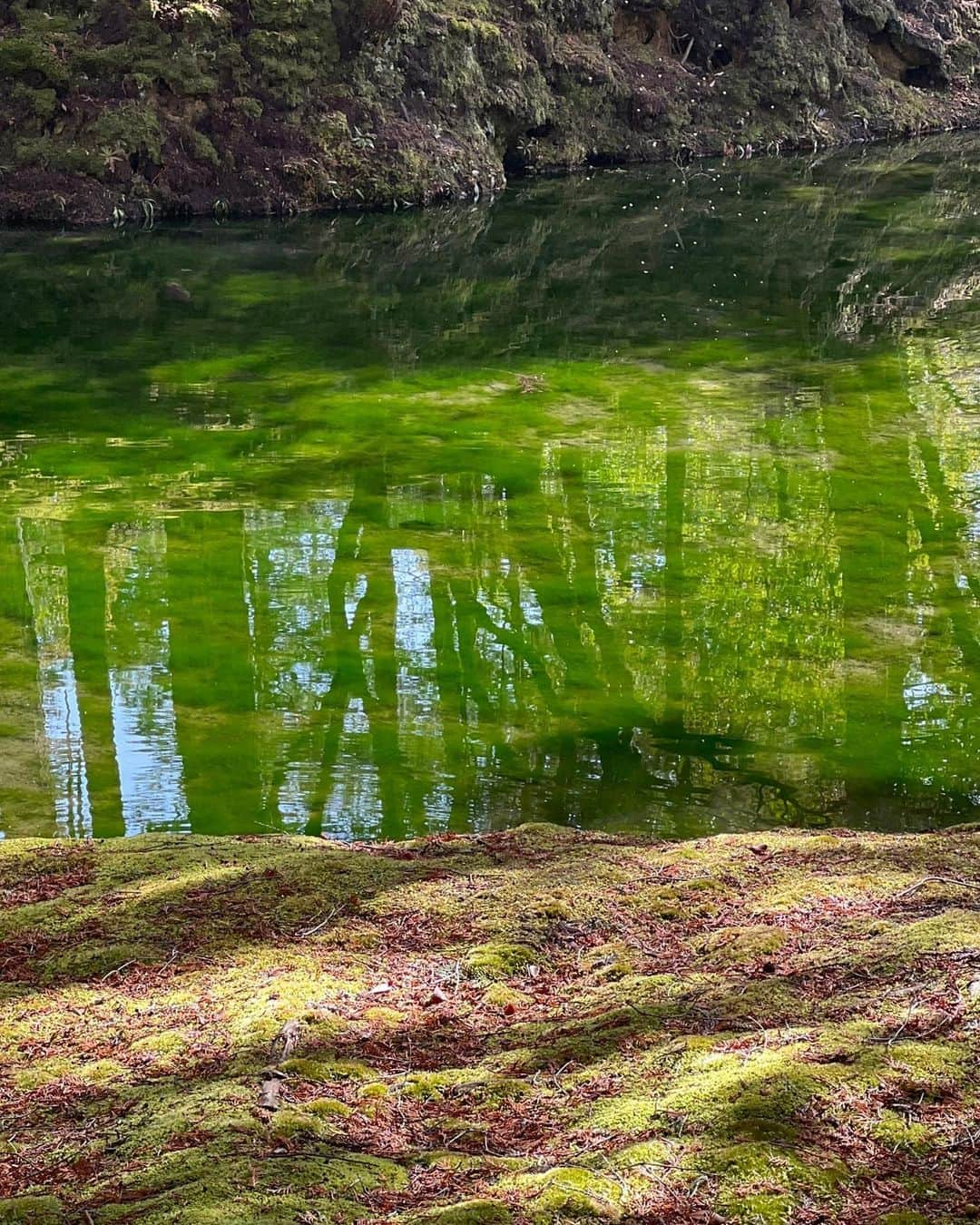 森星さんのインスタグラム写真 - (森星Instagram)「flow.  Koke temple @saihoji_daily   苔寺として親しまれていて、 世界遺産でもある、西芳寺。  静寂の中に、流れる生。 あらゆる足跡が共存する、 この流れに身を委ねていたい🦋」2月14日 12時12分 - hikari