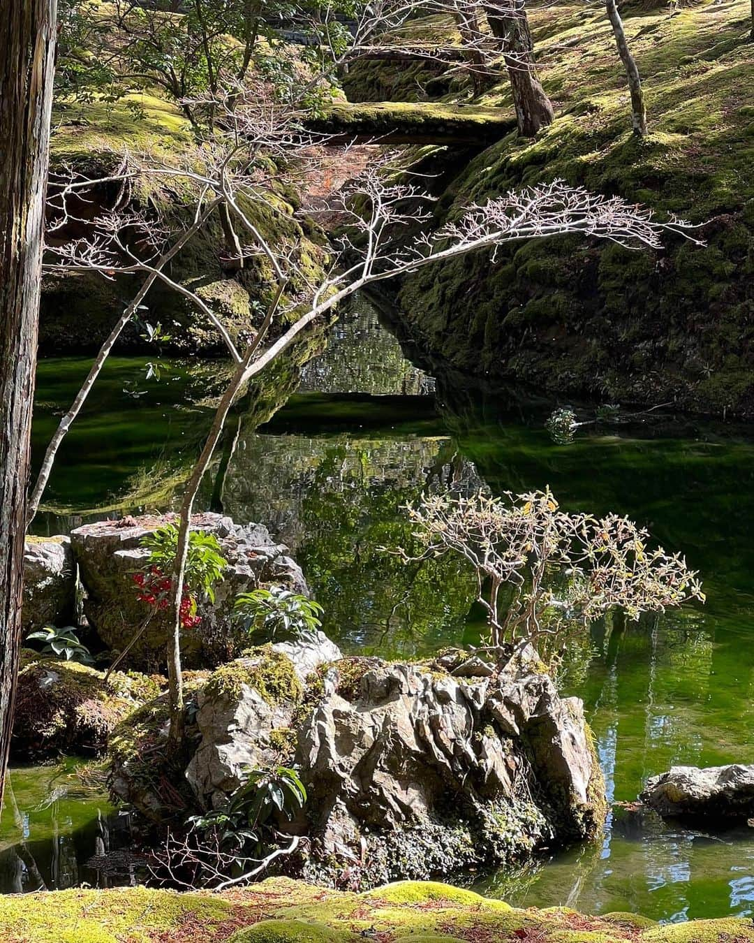 森星さんのインスタグラム写真 - (森星Instagram)「flow.  Koke temple @saihoji_daily   苔寺として親しまれていて、 世界遺産でもある、西芳寺。  静寂の中に、流れる生。 あらゆる足跡が共存する、 この流れに身を委ねていたい🦋」2月14日 12時12分 - hikari