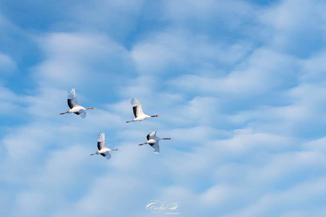 Asuka（明日香）のインスタグラム：「* * みんなで帰宅 * *  α7RIII × FE24-70mm F2.8GM II  #丹頂鶴 #タンチョウ #たんちょう #野鳥 #鶴 #ツル #bird #wildbird #crane #cranes #japanesecrane #grusjaponensis #鶴居村 #北海道 #道東 #鳥 #sonyalpha #SonyImages #yourshotphotographer #sony #α1  #fstopgear #BeAlpha #myrrs #alpha_newgeneration」