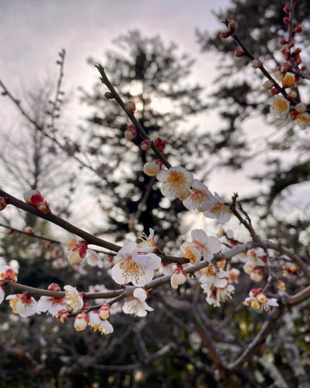瀬戸麻沙美さんのインスタグラム写真 - (瀬戸麻沙美Instagram)「ことしも梅の季節がやってきたねぇ(´ω｀) いいねぇ」2月14日 14時48分 - seto_asami
