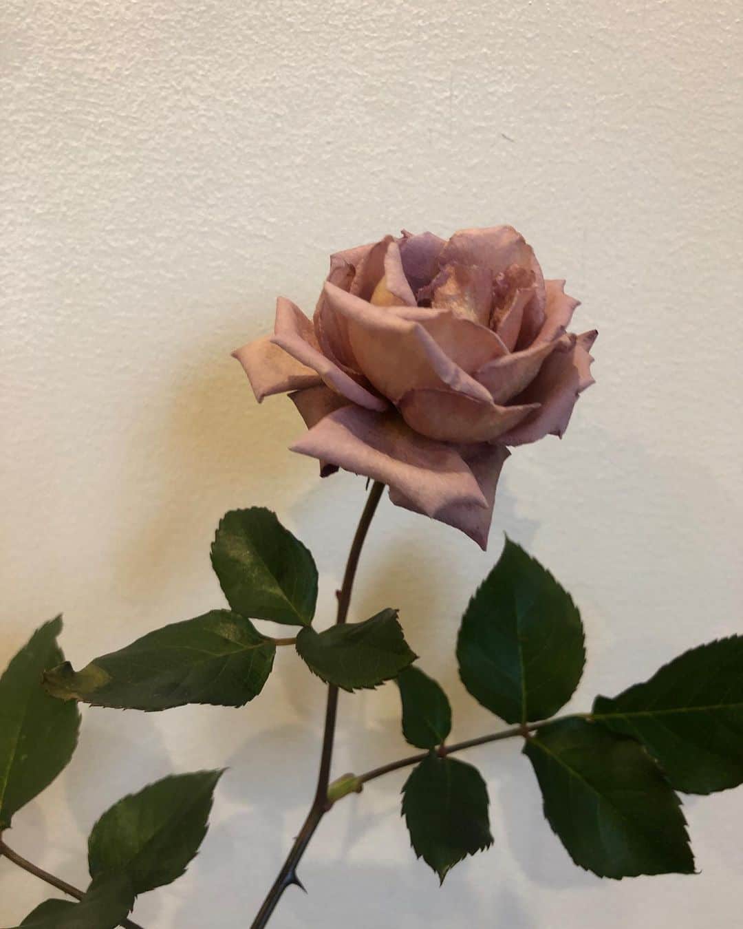 Baekさんのインスタグラム写真 - (BaekInstagram)「Julia’s Rose 薔薇のジュリアが初めて咲いた🤎  3年前に20cmくらいの小さな苗で初めて今は全部合わせると4-5mの長さになりました！なかなか花がつくにくい種類と聞いてシュートが伸びたら横に曲げてあげると花が付くというのを読んで去年やってみたら、２つだけだけど小さな蕾がつきました！しかも12月、1月ずっと蕾の状態で、寒くてこのままダメになるのかなと思っていたらバレンタインデイに咲きました。ジュリアは少しテラコッタ色の茶色の薔薇ですけどどんどん紫に近い色になっていってる気がします。 大きい立派な苗を育てるのも楽しいけど、小さな苗を大きく育てて、その過程を一緒に見守るのもとても楽しいです。  以前、ある薔薇の本で読んだ言葉がとても素敵でした。自分の庭を作るのはとても時間がかかるのです。何回も試行錯誤して、配置を変えてみて、本当に好きなものだけを選んで、病気にもかかってみたり、虫にも食べられてみたりそうやってどんどん自分だけの庭、自分だけの風景を作っていくのです。という内容だったんですが、今少しだけその気持ちがわかった気がします。 うれしいー！🕊」2月14日 16時21分 - baek1030