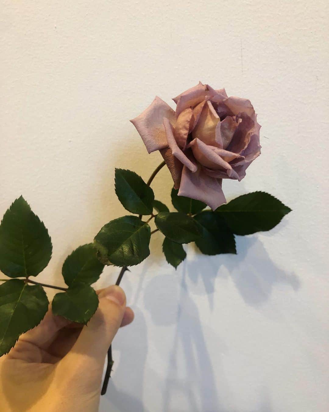 Baekのインスタグラム：「Julia’s Rose 薔薇のジュリアが初めて咲いた🤎  3年前に20cmくらいの小さな苗で初めて今は全部合わせると4-5mの長さになりました！なかなか花がつくにくい種類と聞いてシュートが伸びたら横に曲げてあげると花が付くというのを読んで去年やってみたら、２つだけだけど小さな蕾がつきました！しかも12月、1月ずっと蕾の状態で、寒くてこのままダメになるのかなと思っていたらバレンタインデイに咲きました。ジュリアは少しテラコッタ色の茶色の薔薇ですけどどんどん紫に近い色になっていってる気がします。 大きい立派な苗を育てるのも楽しいけど、小さな苗を大きく育てて、その過程を一緒に見守るのもとても楽しいです。  以前、ある薔薇の本で読んだ言葉がとても素敵でした。自分の庭を作るのはとても時間がかかるのです。何回も試行錯誤して、配置を変えてみて、本当に好きなものだけを選んで、病気にもかかってみたり、虫にも食べられてみたりそうやってどんどん自分だけの庭、自分だけの風景を作っていくのです。という内容だったんですが、今少しだけその気持ちがわかった気がします。 うれしいー！🕊」