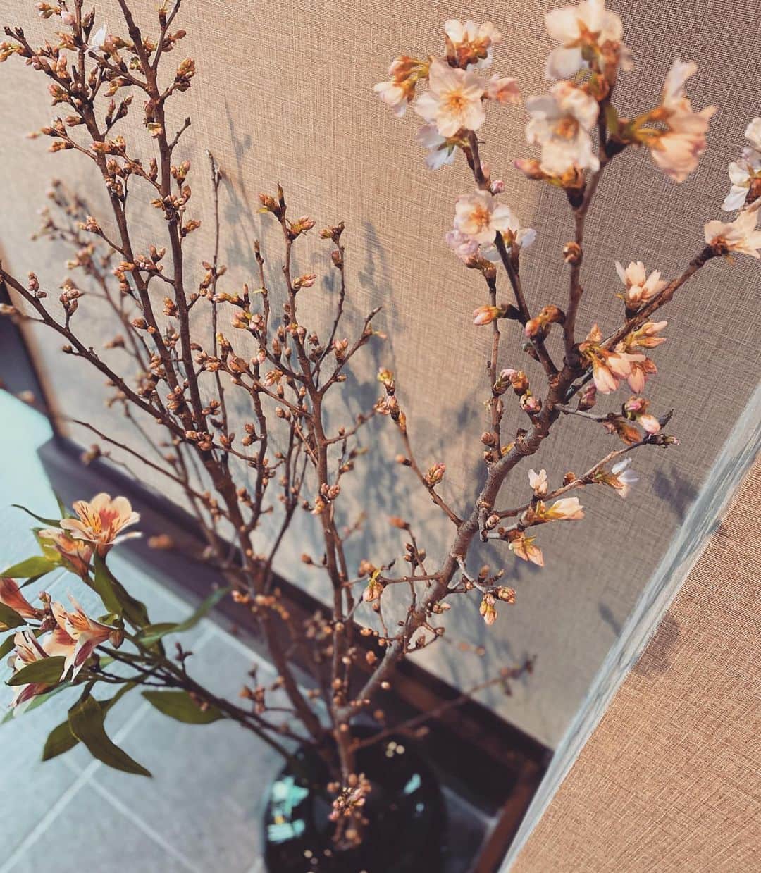 TiAさんのインスタグラム写真 - (TiAInstagram)「#sakura 今日、桜が可愛く咲きました。🌸 蕾だったのが咲き始めました。 見るたびに心が豊かになります。 素敵な春がやってくる。🌸 🌸 🌸 🌸 #春　#切花 #切り枝 #玄関インテリア #玄関 #玄関ホール #お花 #お花のある暮らしが好き #桜 #おうち #家 #art #flower #切り枝が好き #幸せ #love #beautiful #japan」2月14日 16時48分 - tia_singer