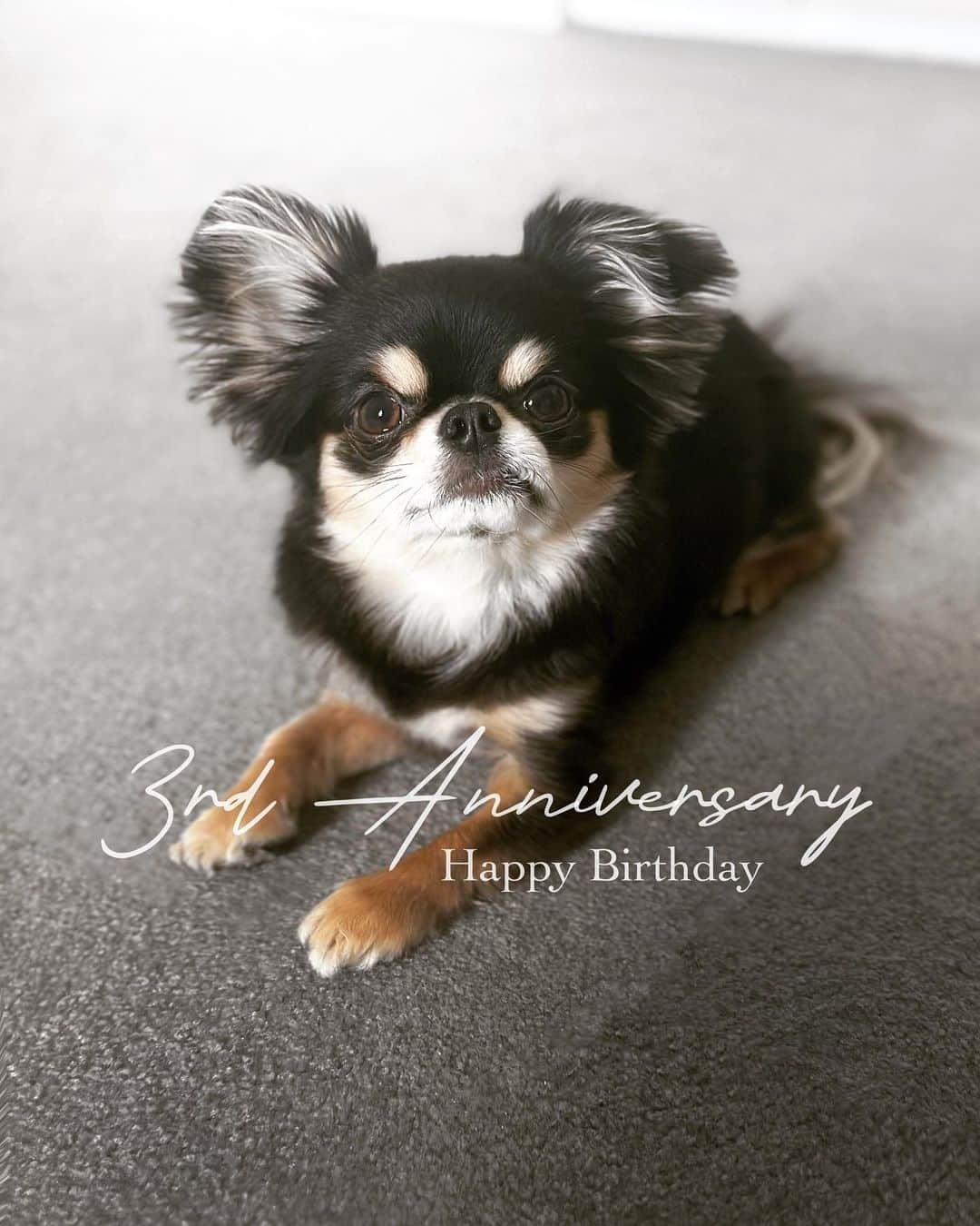 BONGOのインスタグラム：「今日で3歳になりました♡ お誕生日おめでとう𝔹𝕆ℕ𝔾𝕆っち♡」