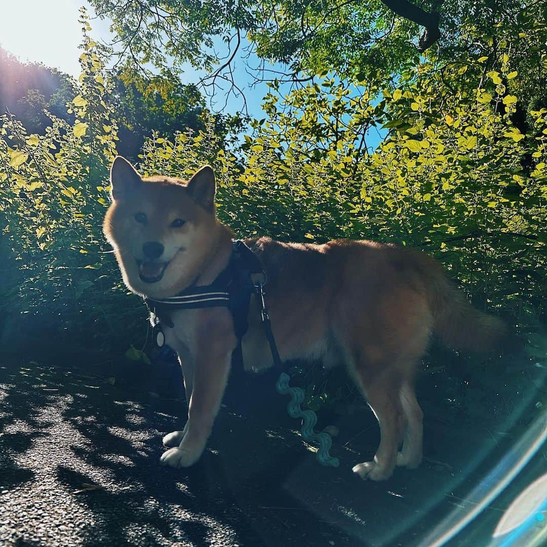 Shibainu Pontaさんのインスタグラム写真 - (Shibainu PontaInstagram)「ボタニカルガーデンエンジョイしたぽん様。神々しい.  #melbourneshiba  #melbourne  #メルボルン」2月14日 17時36分 - pontasyk