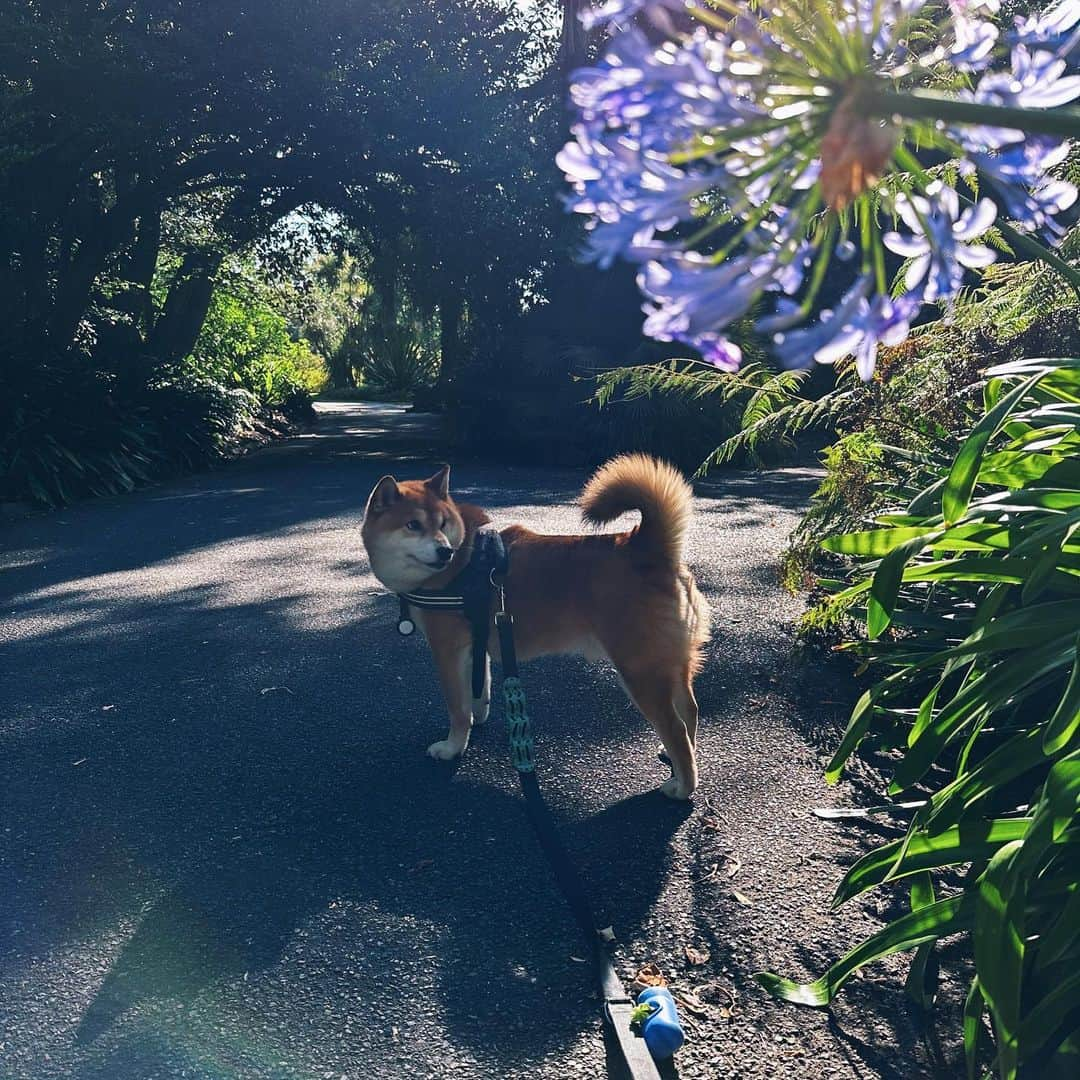 Shibainu Pontaさんのインスタグラム写真 - (Shibainu PontaInstagram)「ボタニカルガーデンエンジョイしたぽん様。神々しい.  #melbourneshiba  #melbourne  #メルボルン」2月14日 17時36分 - pontasyk