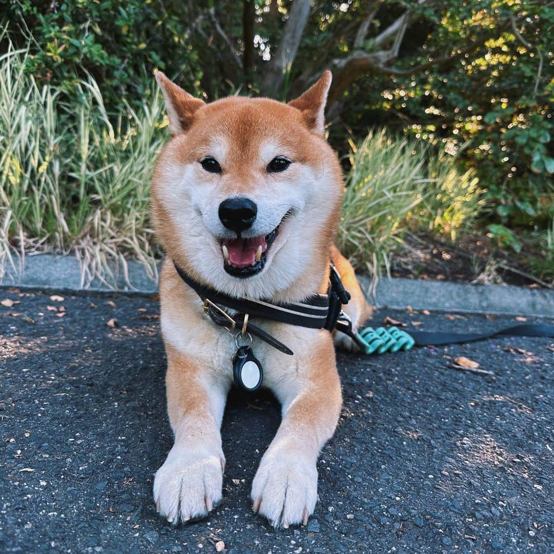 Shibainu Pontaさんのインスタグラム写真 - (Shibainu PontaInstagram)「ボタニカルガーデンエンジョイしたぽん様。神々しい.  #melbourneshiba  #melbourne  #メルボルン」2月14日 17時36分 - pontasyk