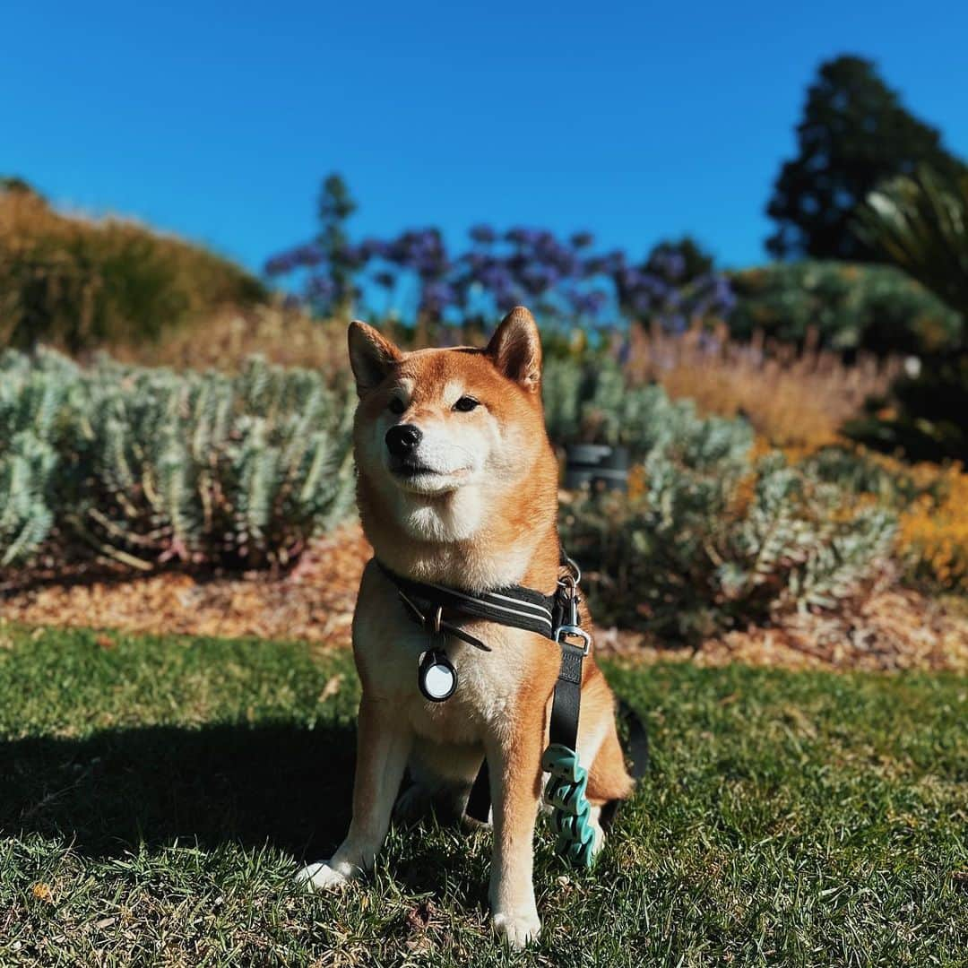 Shibainu Pontaのインスタグラム