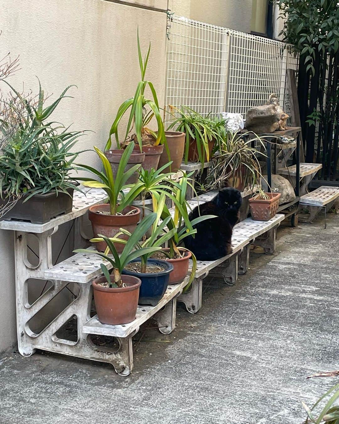 濱田将充のインスタグラム：「最近の近所の猫🐈‍⬛ 昔の猫⛄️」